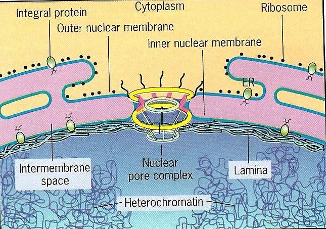 Çekirdek Zarı Dış nukleer membran İç nukleer membran
