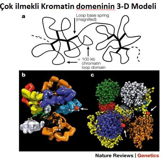 Nükleustaki Genomik