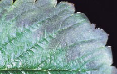 Resim 7. Fosfor noksanlığında bitkilerde genel bir küçülme ve yapraklardaki anormal parlaklık dikkat çekicidir. Çok asitli ve alkali topraklarda köklerin fosfor alım yeteneği düşer.