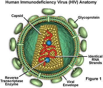 RNA mutasyonları Bazı virüslerde RNA bulunur.