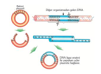 MUTASYON ve REKOMBİNASYON Mutasyon: Genomun mükleotit baz diziliminde meydana gelen kalıtsal değişiklik, Rekombinasyon:
