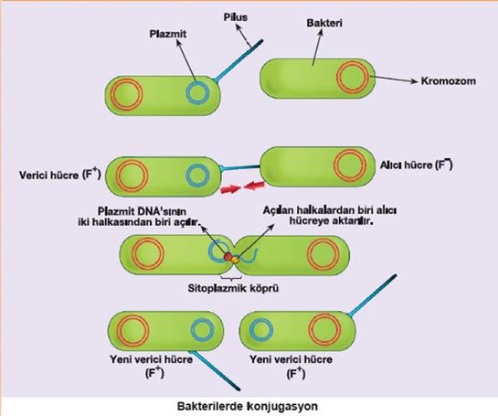 YATAY GEN TRANSFERİ Yatay gen transferi: genler verici hücreden alıcı hücreye aktarılır (horizontal gen akışı) Vertikal gen akışında ise jenerasyonlar