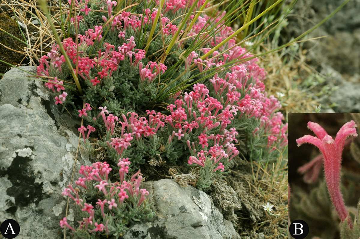 124 Biological Diversity and Conservation 3 / 2 (2010) daphneola, Red Data Book of Turkish Plants (Ekim ve ark., 2000) a göre IUCN tehlike kategorilerinden duyarlı (VU) kategorisinde yer alır.