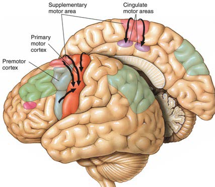Parieal ve prefrontal asosiasyon alanları Premotor alan ve SMA