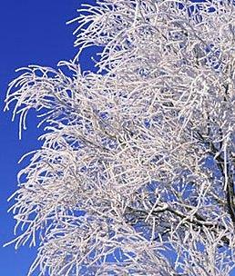 Kırç (Jivr) Havadaki su buharının çok soğumuş ağaç dalları, tel, saçak, vb. cisimler üzerinde yoğunlaşarak buz tabakası haline gelmesidir.