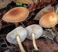 76 Şekil 5.37. Mycena crocata Şekil 5.38. Mycena epipteriygia Şekil 5.39.