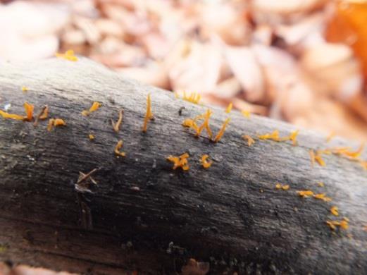 86 Şekil 5.97. Russula aurea Şekil 5.98. Russula delica Şekil 5.99.