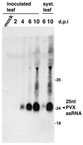 Small RNA lar viral indüklenmiş gen sessizleşmesi ile ilişkilidir İnoküle yapraklarla sistemik yapraklarda, viral RNA ya homolog bir small RNA bulunmaktadır.