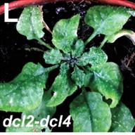sirna üretimi mutantları viral hastalıklara daha yatkındır TRV ile inoküle edilmiş yabani tip Arabidopsis TRV ile inoküle edilmiş dcl2-dcl4 ikili mutantı Yabani tip Arabidopsis te Tobacco Rattle
