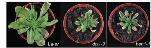 Small RNA lar bitkileri bakteriyel patojenlere karşı da korur Yabani tip (La-er) ve small RNA işlenmesi mutantları (dcl1-9 ve hen1-1), Pseudomonas bakterileri ile inoküle edilmiştir.