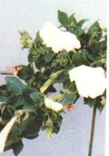 Sessizleşmiş dokular endojen veya eklenmiş CHS anlatımı yapmazlar Mor çiçekler Beyaz çiçekler Hem sonradan eklenmiş hem de endojen genin sessizleşmesi olayı kobaskılama olarak adlandırılır.
