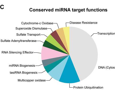 Bazı mirna lar oldukça korunmuştur ve önemli gen düzenleyicilerdir Korunmuş mirna ların hedeflerinin neredeyse yarısı transkripsiyon faktörleridir faktörleri Korunmamış MIRNA aileleri genellikle tek