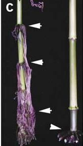 Cg1 de arttırılmış mir156 anlatımı genç fazı uzatır Cg1 WT Cg1 WT Cg1 WT Olgun Corngrass1 bitkileri yaprak aksillerinde (kırmızı) ve köklerde (sarı) genç bitkilere ait özellikleri gösterir.