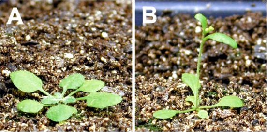 mir172, Arabidopsis te AP2-benzeri transkripsiyon faktörlerini hedefleyerek çiçeklenmeyi başlatır Yabani tip mir172-ox mir172 nin aşırı anlatımı sonucu Arabidopsis bitkileri erken