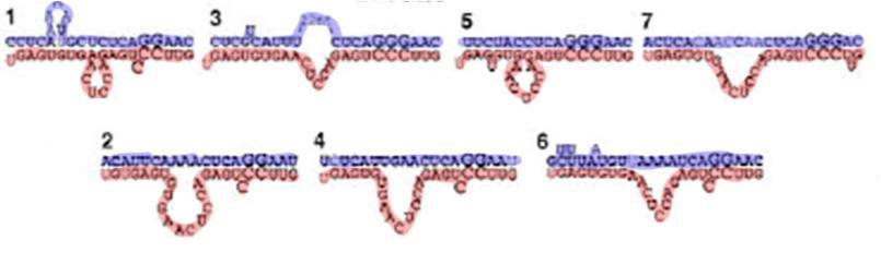 , Feinbaum, R.L., and Ambrose, V. (1993). The C. elegans heterochronic gene lin-4 encodes small RNAs with antisense complementarity to lin-14.