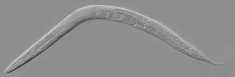 mirna lar diğer organizmalarda gelişimsel zamanlamayı düzenler mirna lar, nematod C. elegans ın gelişimi araştırılırken keşfedilmiştir.