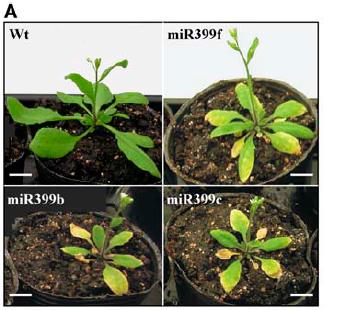 mir399, fosfat açlığına bağlı olarak indüklenir mir399 kodlayan genler fosfat açlığı ile spefisik olarak uyarılır. mir399 aşırı anlatımı yapılan bitkilerde aşırı fosfat birikimi olur Bari, R.