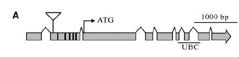 Bir ubikitin bağlayıcı olan E2, mir399 hedefidir E2 gen yapısı Olası mir399 bağlanma bölgesi