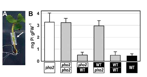 E2 konjugaz sürgünde değil kökte görev yapar Genotip Shoot Root pho2 ve yabani tip filiz ve köklerin mikrograftı ile köklerdeki PHO2 işlevinin, normal fosfat alımı için yeterli olduğu gösterilmiştir.
