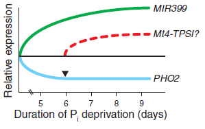 IPS1, mir399 işlevini değiştirebilir IPS1? Fosfat yokluğunda, mir399 indüklenir ve PHO2 üretimini inhibe eder.