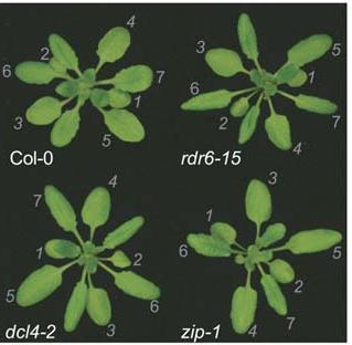 Mutations that affect tasirna production affect phase change rdr6-15 mutasyonu tasirna üretimini ortadan kaldırır zip-1, TAS3 tasirna üretimini ortadan kaldırır Her iki mutasyon da dcl4 ve tas3 gibi