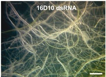 small RNA teknolojileri uygulamaları Bitkilerde sirna veya mirna oluşturan DNA, bir veya birden fazla genin sessizleştirilmesi için kararlı bir şekilde genoma entegre edilebilir.