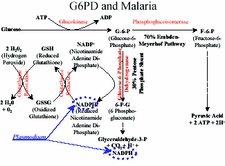 23 Şekil 1. 3. 3. 4. Plasmodium falciparum G6PD tarafından üretilen NADPH ı kullanır. 1. 3. 4. Genetik ve Yapısal Fonksiyonla İlişkisi G6PD eksikliği X e bağımlı özellik gösteren genetik bağımlı Protan-Deutan renksiz fenotipe sahip bir hastalıktır.
