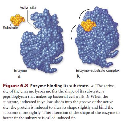 Enzimlerin aktif bölgeleri reaksiyona giren substratın şekline tam olarak uyar.