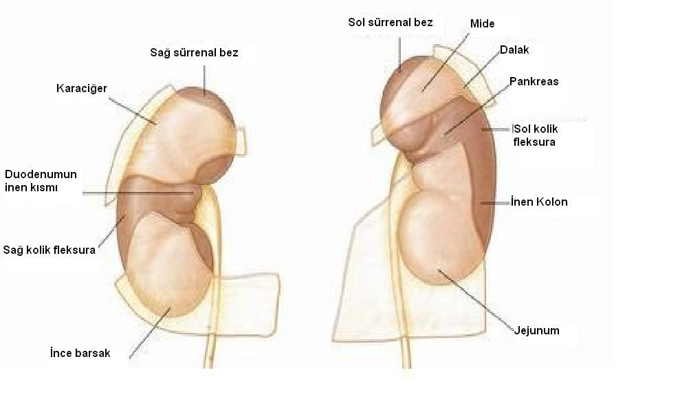 IIA 1. Böbreğin Anatomik Komşulukları Her iki böbrekte karın arka duvarında bulunan psoas kası, quadratus lumborum ve üstte diafragma ile yakın ilişki içerisindedir.