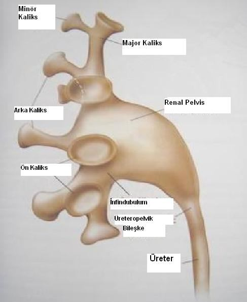 ŞEKİL 6: Böbreğin İç Anatomik Yapısı (renal papillalar, renal pelvis, kaliksler vs) Campbell s Urology