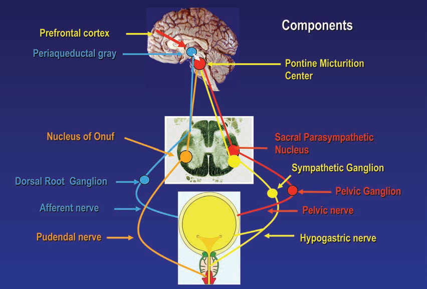 Neurogenic lower urinary tract dysfunction is lower urinary tract dysfunction due to disturbance of the neurological control mechanisms.