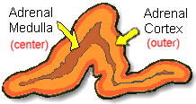 Anatomi Adrenal bezin bölümleri: Korteks; Z. glomerüloza: Mineralokortikoid Z. fasikülata: Glukokortikoid Z.
