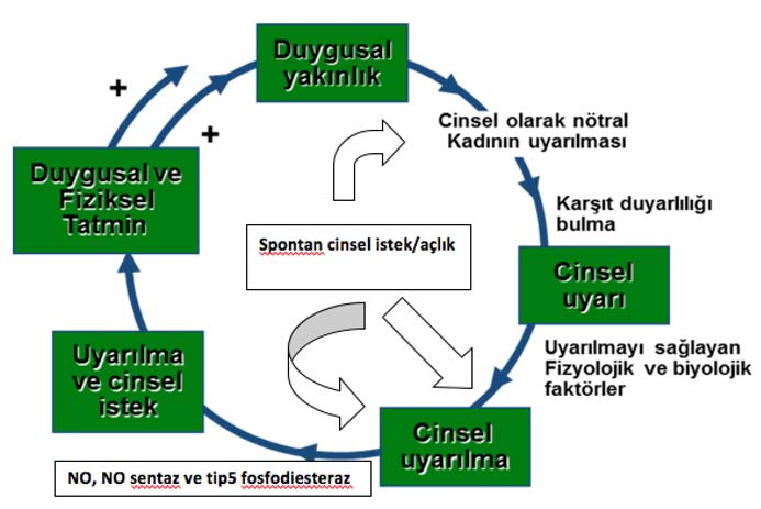 Derleme KADIN CİNSEL SAĞLIĞI Metabolik sendrom ve kadınlarda seksüel disfonksiyon Yrd. Doç. Hakan Öztürk 1, Prof. Dr.