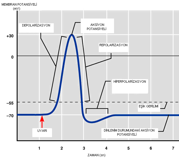 Ö. Coşkun v ark. Snr Hücrsnn Pasf Kablo Modlls v Sülasyonu lgand vya kyasal kapılar (rcptor opratd channls) v SOC (stor opratd channls) olak üzr 3 gruba ayrılırlar [6]. Şkl.