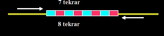 STR LARIN GENEL ÖZELLİKLERİ İnsan genomunda yaklaşık 500.000 STR lokusu olduğu tahmin edilmektedir. Bunun 6000 10.000 i trimerik ve tetramerik tekrarlardan oluşmaktadır.