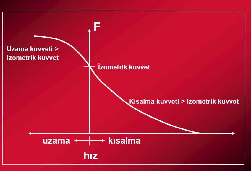 Mekanik Faktörler Kasılma Hızı-Kuvvet Kasın yaratabileceği kuvvet, kasılma hızına bağlıdır. Hızlı kasılmalarda maksimum kuvvet azdır.