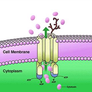 P-glikoprotein İn vitro bir çalışmada losartan ve E- 3174 ün P-glikoprotein için bir substrat olabileceği gösterilmiştir.