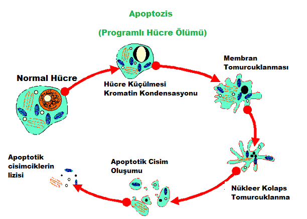 5 Şekil-2.2.2. Tip 1 Apoptozis Safhaları (13) Fizyolojide mitozisin rolü ne kadar önemli ise apoptozisin rolü de o kadar önemlidir.