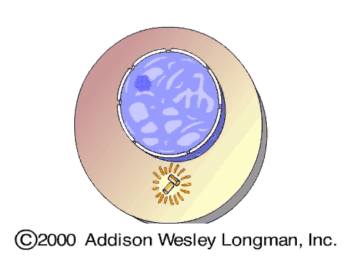 Astral (Yıldızsı) Mikrotübüller Yıldızsı Fibriller Sentrozom etrafında, sentrozomdan hücrenin periferine doğru uzanır Mikrotübüller Kinetokor fibriller Sentrozomdan kinetokora Eukaryotik kromozomun
