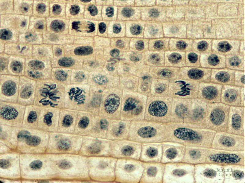 Anafaz Anafaz Her bir sentromerin ikiye bölünerek ayrılmasıyla iki kromatid de bir birinden ayrılır." Her bir kromatid kutuplara doğru hareket eder." Hücre mikrotübüller sebebiyle uzamaya başlar.