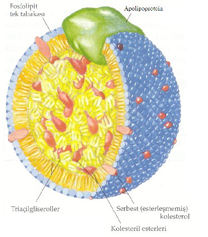 5 Şekil 2.1. Plazma lipoproteinlerinin genel yapısı.