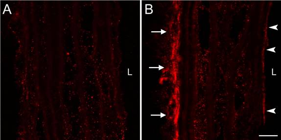 Çeşitli Floresan problar Cy3 Cy5 FITC Rhodamine Teksas Kırmızısı Fluorescein