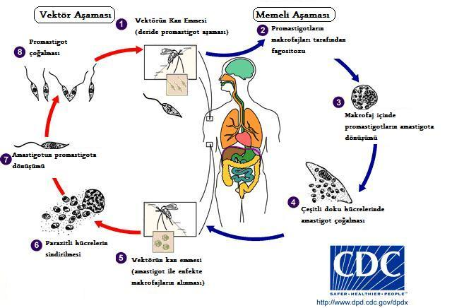 Şekil 2. 3 Leishmania parazitlerinin hayat döngüsü [75] 2.