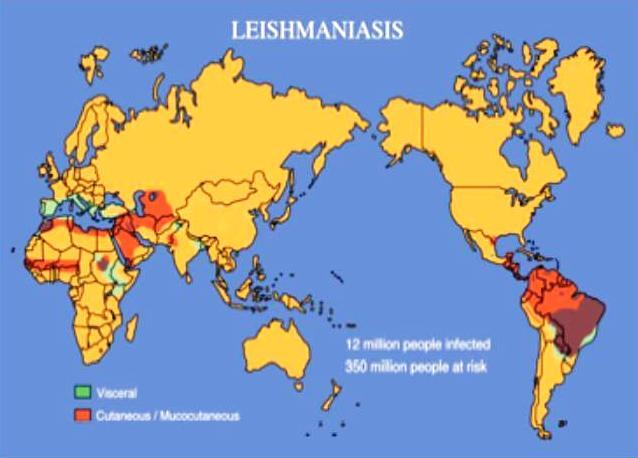 bölgelerin hastalığı olan leishmaniasis; Kuzey Afrika ve Güney Batı Asya da özellikle 1-4 yaş, Batı Afrika ve Hindistan da 5-9 yaş arası çocuklarda, Çin ve Avrupa da ise hemen tüm yaş gruplarında