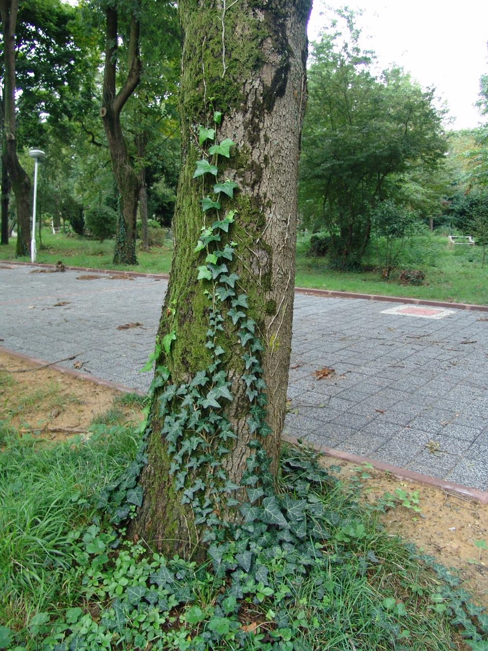 Sarılıcılar Ancak bir zemine tutunarak yaşamlarını sürdüren bitkilerdir.