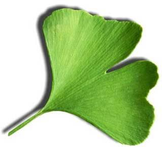 2. GINGOACEAE Ginkgo biloba (Çin Yelpaze Çamı, Mabed Ağacı) Yayılışını Güneydoğu