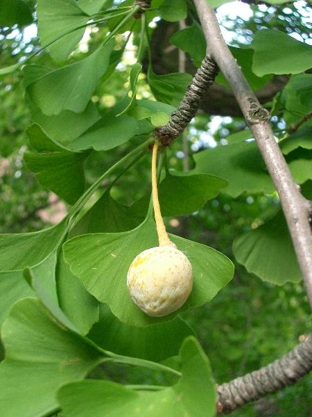 2. GINGOACEAE Ginkgo biloba (Çin Yelpaze Çamı, Mabed Ağacı) Ekzotiktir. Dioiktir. Kışın yapraklarını döker. 30-40 m boylanır.