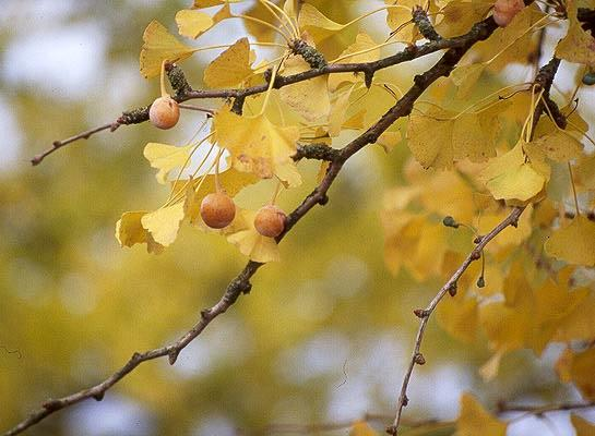 2. GINGOACEAE Ginkgo biloba (Çin Yelpaze Çamı, Mabed Ağacı) Kozalak oluşturmaz. Olgun tohumları sarı renkli ve kötü kokuludur.