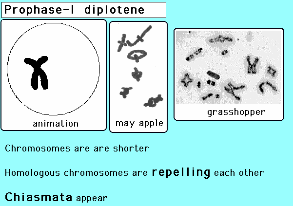 PROFAZ-I DİPLOTEN KROMOZOMLAR DAHA KISA HOMOLOG