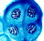 Lily Anter Microsporocyt inde in telofaz II II. Mayoz Bölünmesi II.